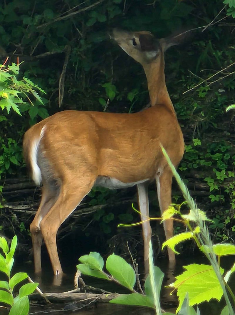 Deer Garden in Wisconsin Chalet