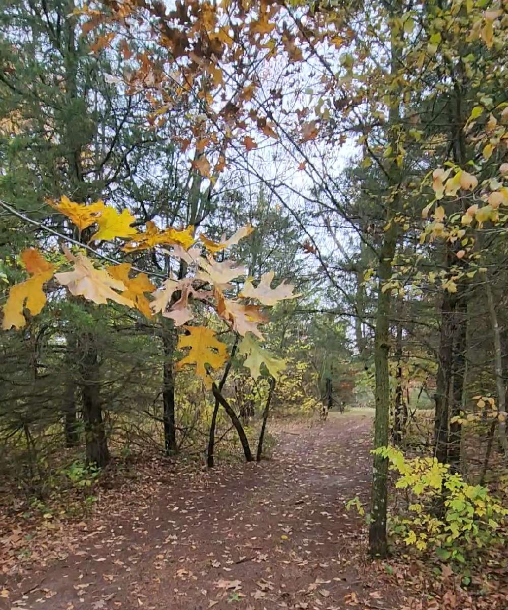 Nature's Embrace: Hiking at the Nature Trail